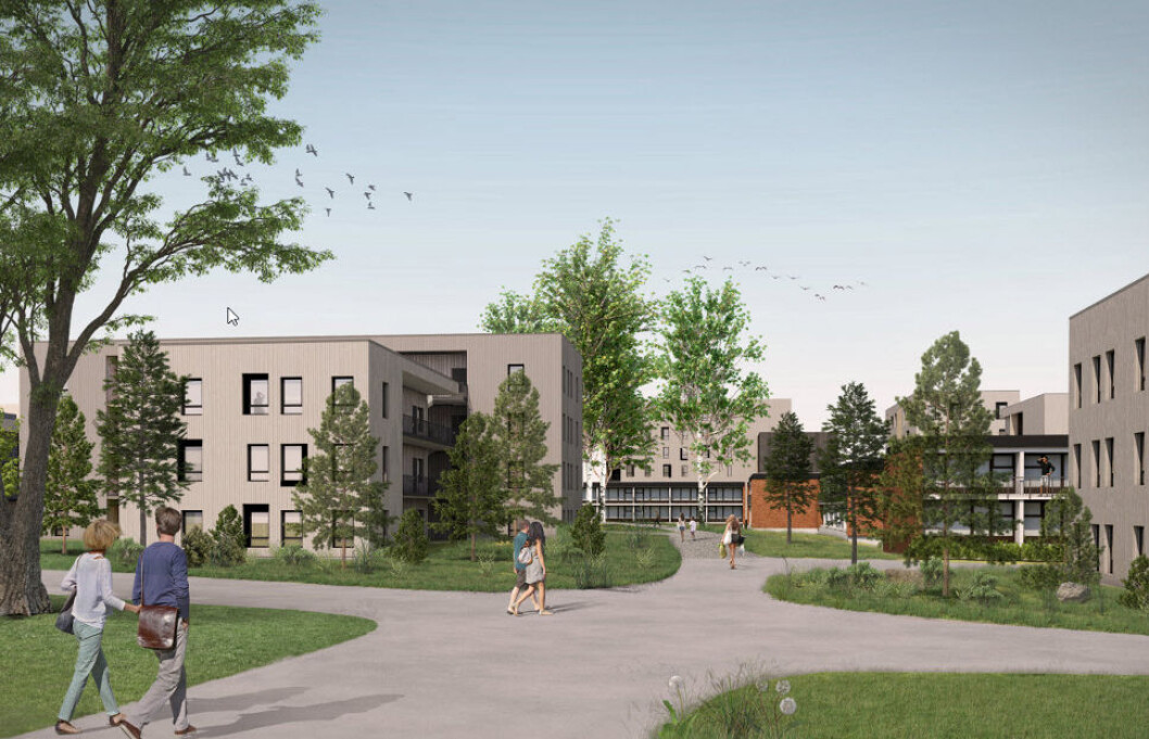 MASSIVTRE: Dette blir trolig verdens største studentboligprosjekt i massivtre. MASSIVTRE: Dette blir trolig verdens største studentboligprosjekt i massivtre.