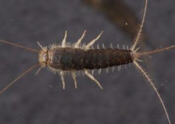 OMSTRIDT SKADEDYR: Skjeggkre. OMSTRIDT SKADEDYR: Skjeggkre.