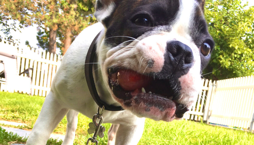 BIKKJESLAGSMÅL: Et borettslag i Sandefjord må ut med nesten trekvart million kroner i erstatning etter en årelang krangel om hundehold. Hunden på bildet er ikke identisk med hunden som er omtalt i artikkelen. BIKKJESLAGSMÅL: Et borettslag i Sandefjord må ut med nesten trekvart million kroner i erstatning etter en årelang krangel om hundehold. Hunden på bildet er ikke identisk med hunden som er omtalt i artikkelen.