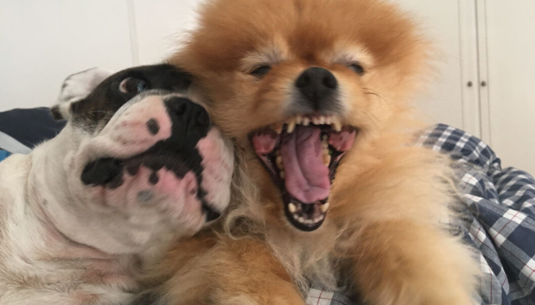 MANGEL: En boligselger må ut med erstatning på grunn av hundehold over flere år. (Ill. foto) MANGEL: En boligselger må ut med erstatning på grunn av hundehold over flere år. (Ill. foto)