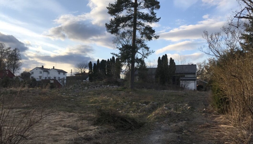 TRÆR TIL BESVÆR: Utbyggeren får ikke gjennomslag for å flytte treet midt på tomten. TRÆR TIL BESVÆR: Utbyggeren får ikke gjennomslag for å flytte treet midt på tomten.