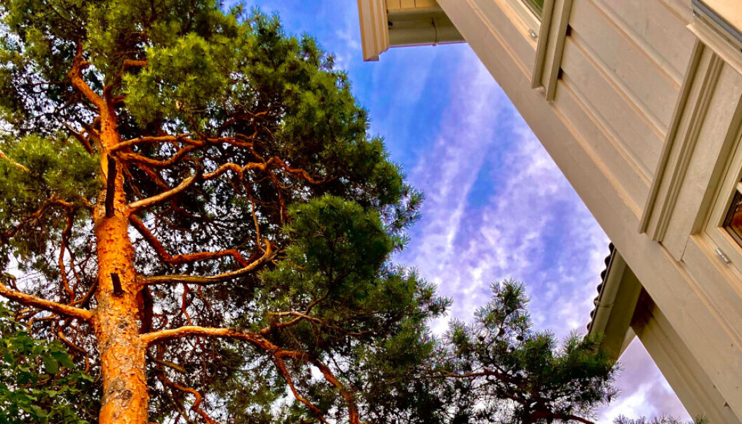 TETT PÅ: Naboene krever treet fjernet, fordi det står for nær huset deres. Eieren av treet sier nei. Nå har retten sagt sitt. (Ill. foto) TETT PÅ: Naboene krever treet fjernet, fordi det står for nær huset deres. Eieren av treet sier nei. Nå har retten sagt sitt. (Ill. foto)