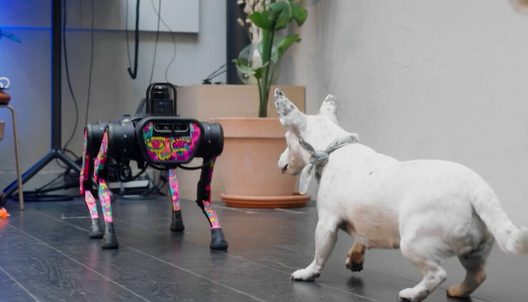 DA HAN MØTTE HENNE: Robothunden Lassie treffer den virkelige hunden Selma.