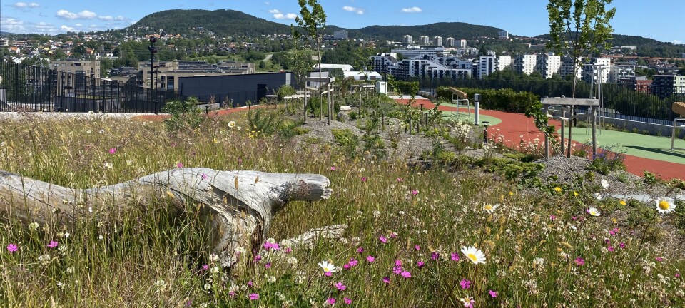 Økern Portal har verdens beste takhage