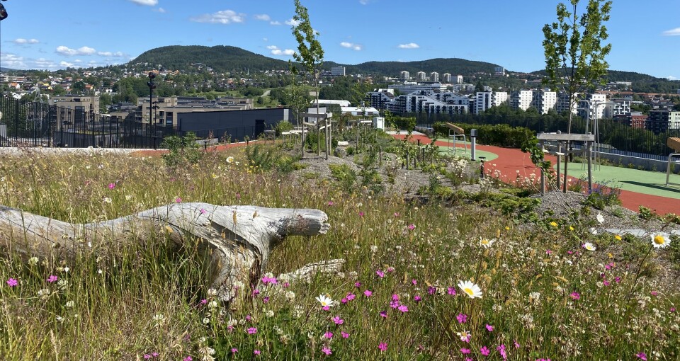 Økern Portal har verdens beste takhage